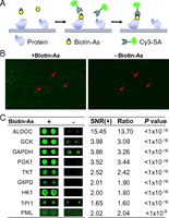 PNAS：影响蛋白通路砒霜可<font color="red">抗肿瘤</font>