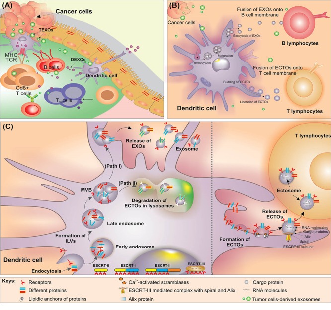 Bioimpacts：外泌体---癌症免疫治疗和疫苗中枢纽