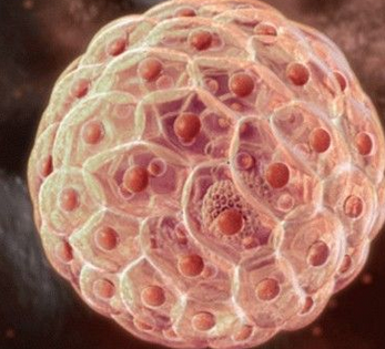 Stem Cells：骨骼用药保护干细胞免受老化影响