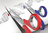 【盘点】2015年基因编辑领域重磅级研究TOP10