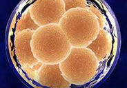 【盘点】2015年干细胞领域突破性研究TOP10