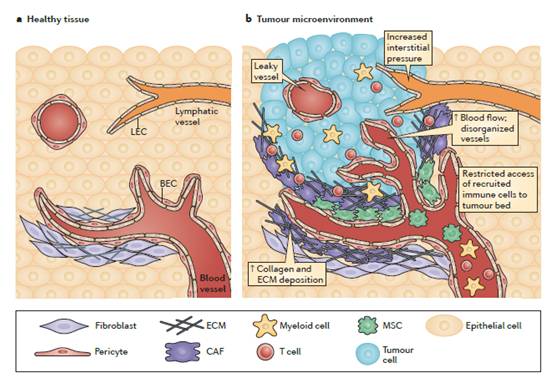 Nat Rev Immunol：肿瘤微环境中基质细胞的免疫学特征