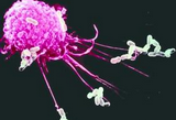 BMC Cancer：肝门部胆管癌巨噬细胞浸润的预后意义