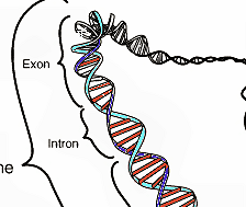 PLoS Genet：<font color="red">偶然</font>产生的新基因或带来进化创新