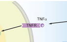 J  Immunol：TNF反向<font color="red">信号</font>调节炎症反应分子机制