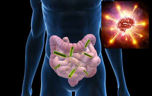 肠道微生物：心脏病的开关？