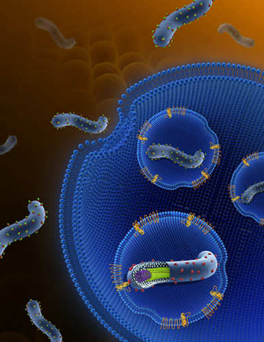 Cell：高福院士揭示埃博拉病毒入侵的新机制