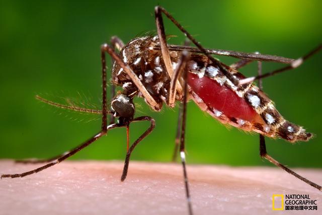 寨卡（Zika）病毒：人类的<font color="red">新</font><font color="red">麻烦</font>