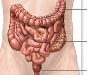 Gastroenterology：甲氨蝶呤治疗溃疡性结肠炎