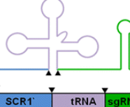 CRISPR-Cas9应用重要研究小结