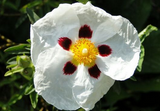 Nature子刊：体外实验证实——中药岩蔷薇强效抵抗HIV和埃博拉病毒