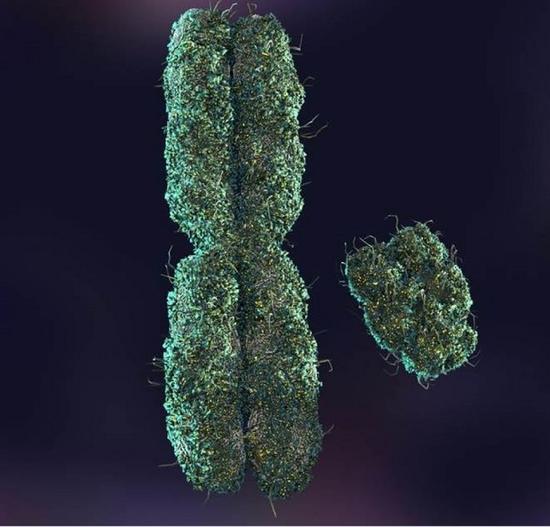 人类X染色体（左）曾经有超过1600个基因，3亿年进化后，决定性别为男的Y染色体现金只有约50个基因。
