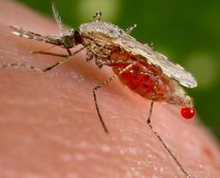 我们为什么不让万恶的蚊子从地球上永远消失？