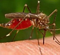 原子能机构计划用辐射绝育蚊子遏制寨卡病毒