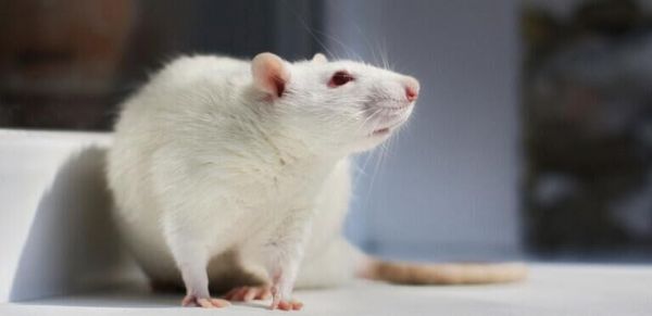 美科研团队研发“迷你大脑” 或可取代医用小白鼠