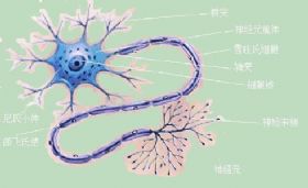 Nature Medicine：运动神经元丢失MHCI导致ALS星形胶质细胞毒性