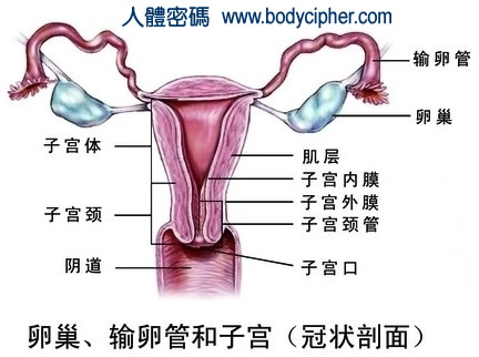 研究发现<font color="red">小鼠</font>卵巢内存在雌性生殖干细胞