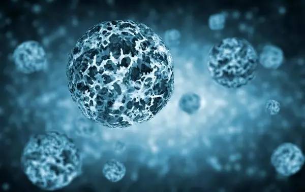 Cell Stem Cell：华人夫妇揭示寨卡病毒导致小头症的秘密，破坏神经干细胞