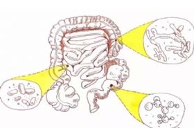 2016（第二届）肠道微生物组与临床应用<font color="red">研讨会</font>