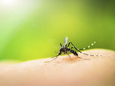 <font color="red">中山大学</font>团队研究新型灭蚊技术可防控寨卡病毒