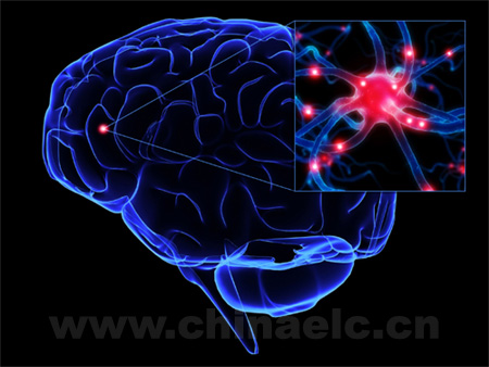 科学家首次在活体大脑中观察到新生神经<font color="red">元</font>