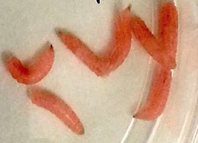 BMC Biotechnology：糖尿病福音，<font color="red">转基因</font>蛆虫治疗足溃疡！