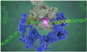 Nature：史上最详细转录因子TFIID三维结构出炉，力助揭示人类基因表达秘密