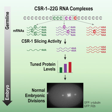Cell：利用小RNA制造完美的<font color="red">卵子</font>