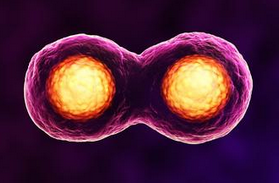 Cell：在四细胞胚胎阶段的每个细胞其实并不相同