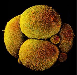Cell：胚胎细胞命运怀孕两天后<font color="red">定</font>