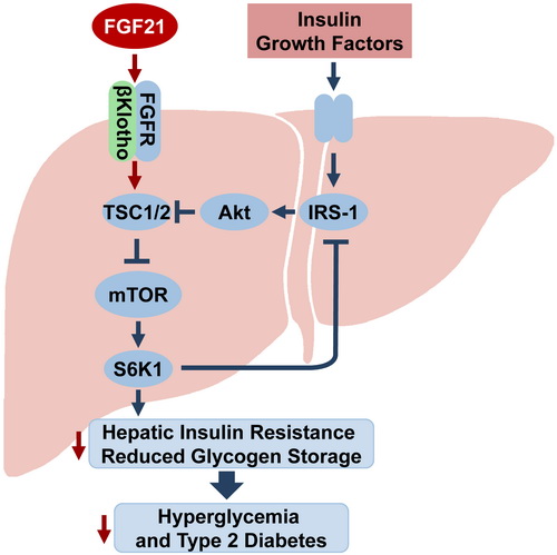 Hepatology：FGF21改善胰岛素抵抗作用机制被揭示