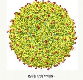 《<font color="red">科学</font>》：寨卡病毒结构图首次绘制