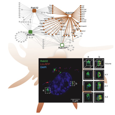 Immunity：免疫树突状细胞囊泡转运的“地图”，揭示抗菌的机制