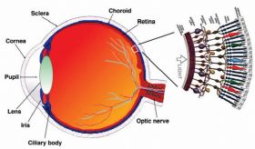 J Glaucoma：阻塞性睡眠呼吸暂停与视<font color="red">网膜</font>神经纤维层厚度有关（荟萃分析）