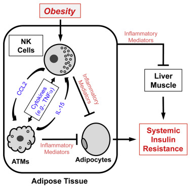 Cell Metab:肥胖为何诱发糖尿病？科学家找到重要“推手”