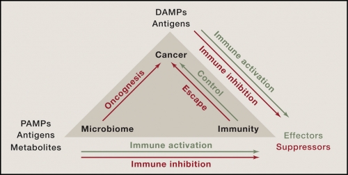 Cell：微生物组和抗肿瘤免疫监视