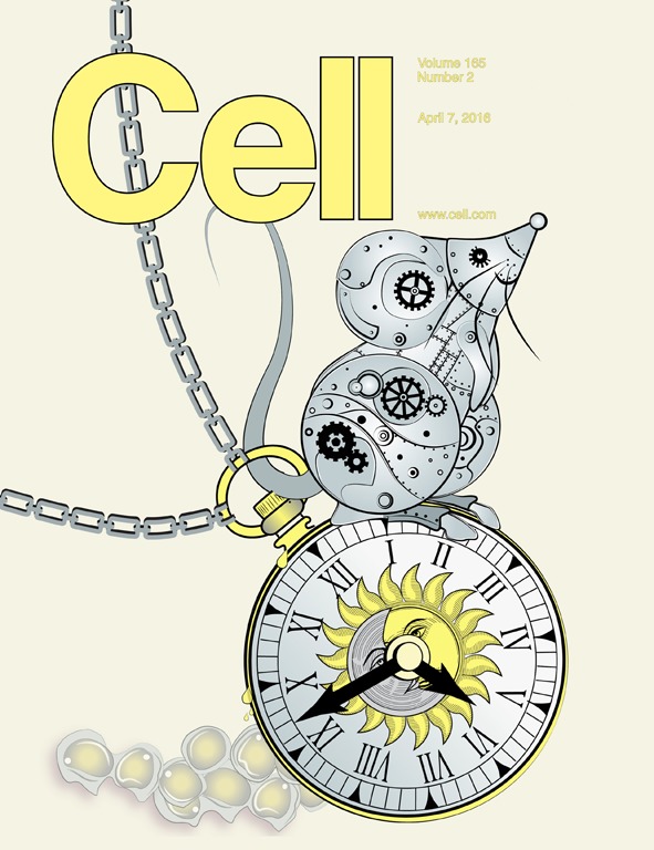 Cell：急性骨髓性白血病(AML)干细胞依赖<font color="red">昼夜节律</font>环路的调控