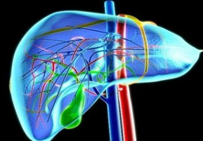 Liver Transpl：肝移植术后脂肪变性研究