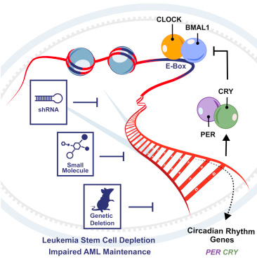 Cell：重大发现！破坏白血病干细胞生物钟有望治疗白血病