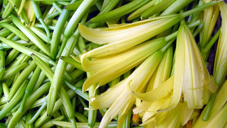 黄花菜可以治疗抑郁症吗？