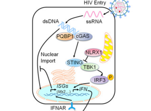 Cell子刊：解释为何HIV不被免疫系统清除