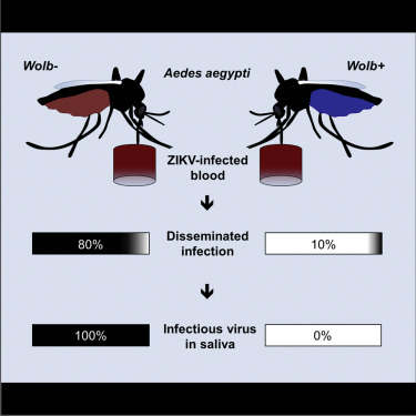 Cell Host & Microbe：一物降一物，一种细菌可助控制寨卡病毒流行