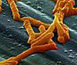 Nature：挑战常规，绝大多数人肠道细菌能够在体外培养