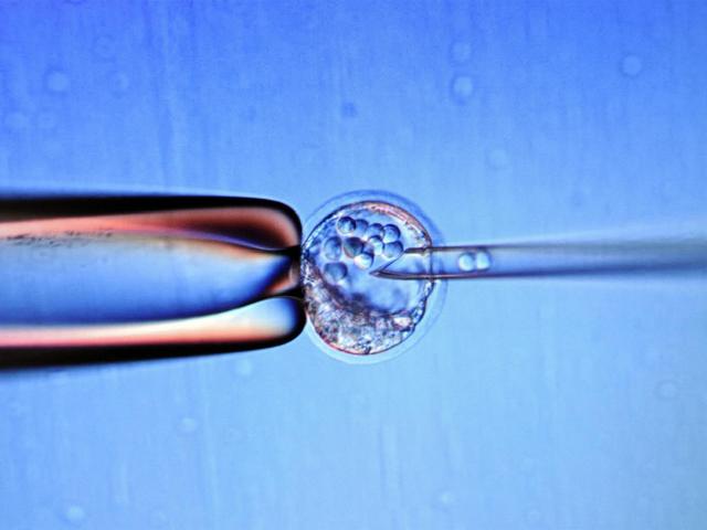 Nature：人类胚胎研究突破性进展：宫外存活13天