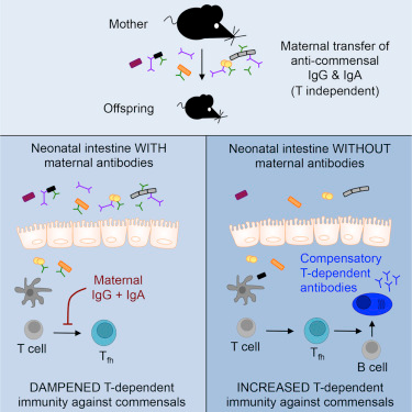 Cell：母乳喂养新益处！让新生儿对有益肠道细菌产生耐受性