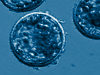 Cell Stem Cell：長壽基因可維持<font color="red">造血</font>干細胞<font color="red">功能</font>