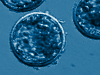 Cell Stem Cell：长寿基因可维持造血干细胞功能