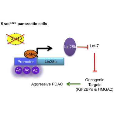Cell：胰腺癌的潜在治疗靶标Lin28b被发现
