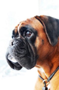 PLoS Genet：GWAS分析找到狗狗体内的恶性脑瘤风险基因