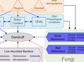 Sci Rep：<font color="red">头皮</font>微生物生态失衡是<font color="red">头皮</font>屑“祸首”